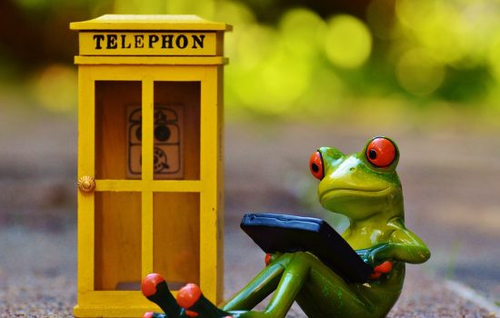 frog-949599_1280 frog-949599_1280